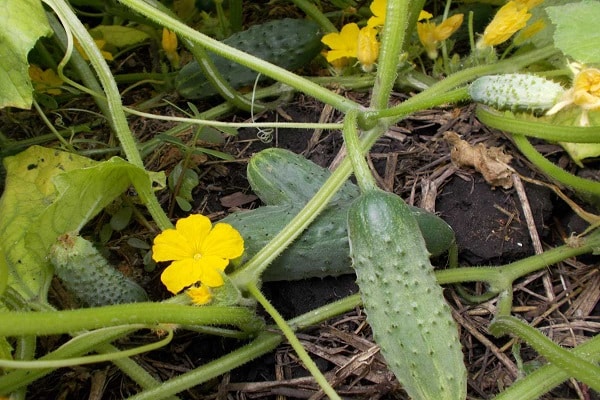 Zubereitung von Konserven