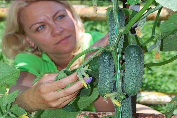 Durchschnittsgewicht