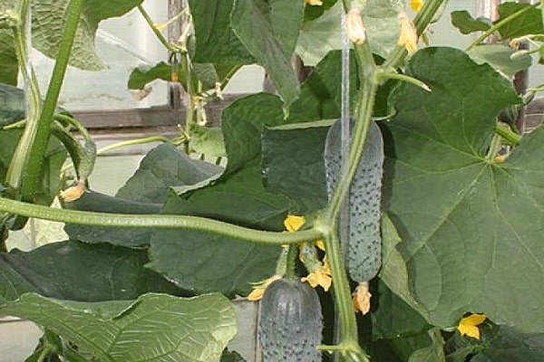 regelmäßige Bewässerung