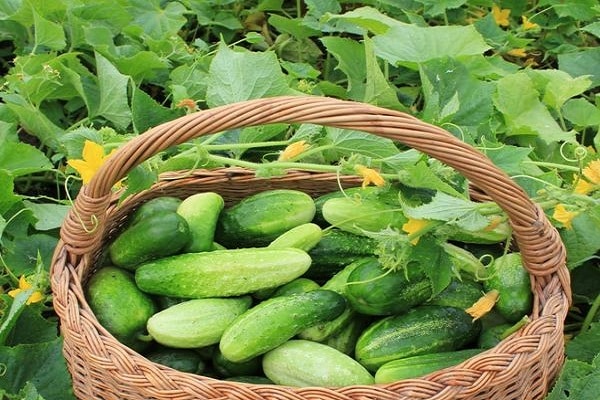 pour se délecter de concombres