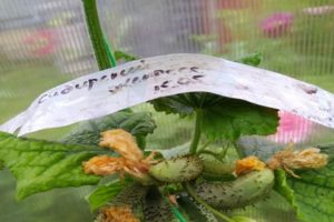 Beschreibung der Gurkensorte Siberian Express, Merkmale des Anbaus und der Pflege