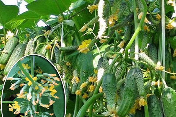 buissons de pulvérisation