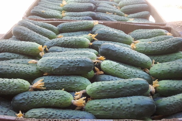 il est recommandé de planter