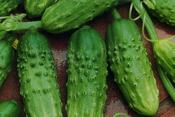 Die Sorte rechtfertigte nicht