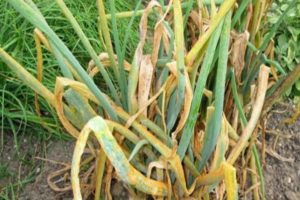 Warum färbt sich die Zwiebel im Garten gelb und was tun, wie gießen und füttern, wie kämpfen?