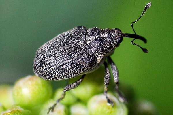 impact des ravageurs