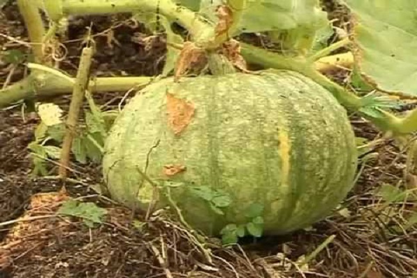puceron du melon
