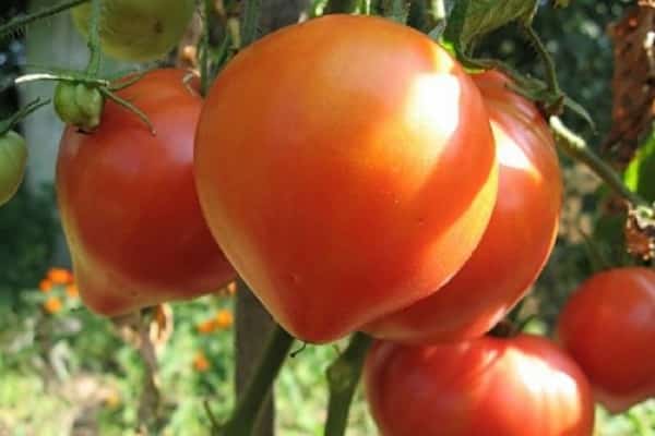 beste Tomaten