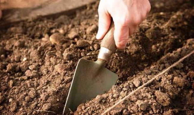 Die Feder wird verblassen