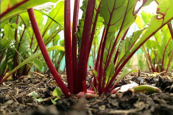 Nagetiere greifen an