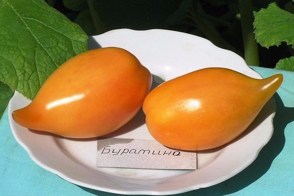 tomate Buratino