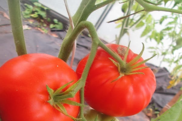 inconvénients de la variété