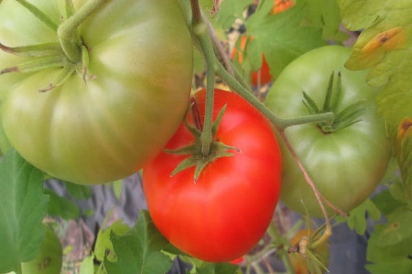 pansements capricieux