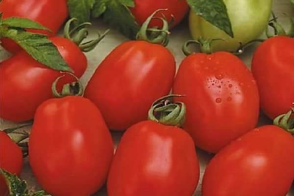 alimentation des plantes