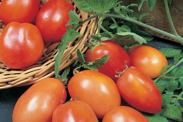 utilisation de graines