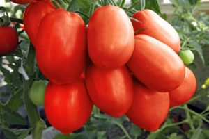 Description de la variété de tomate Tsarevna Swan, ses caractéristiques et sa productivité