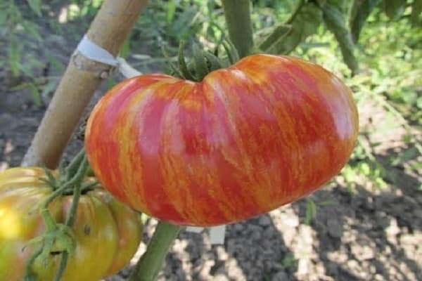 forme ronde et plate