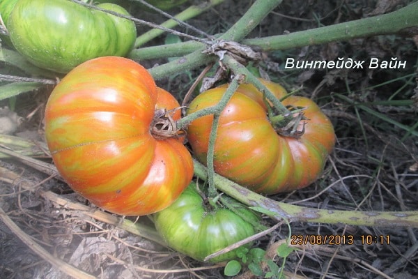 temps de bourgeonnement