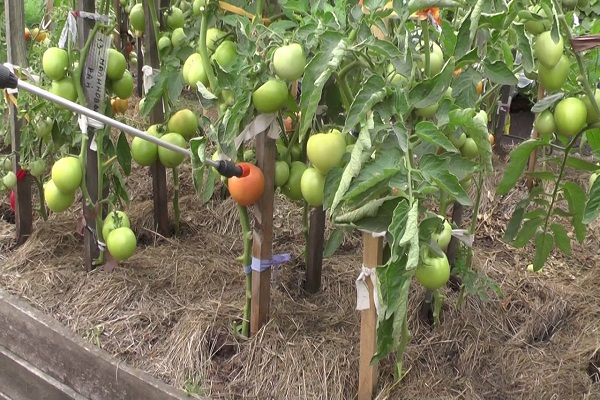 commandé sur internet