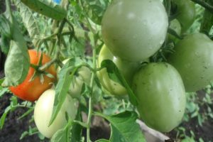 Description de la variété de tomates Pommes dans la neige, ses caractéristiques et son rendement