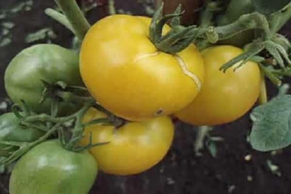 variété de variétés