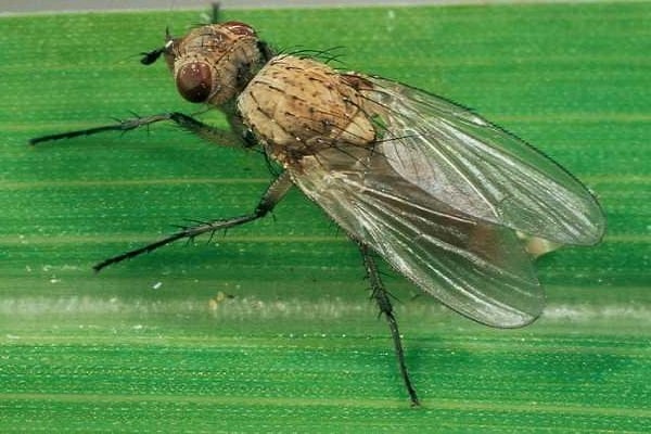 Schädlingsbekämpfung