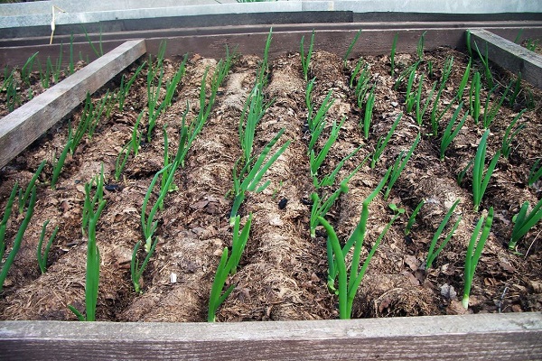 oignons sur un navet