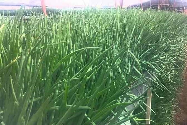 cultivation specifics