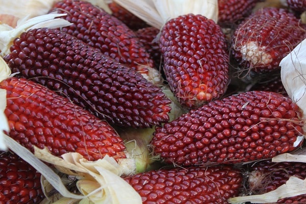 variétés de fraises