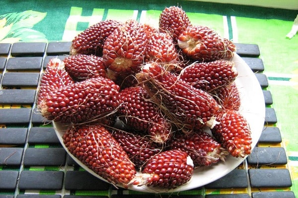 semer dans le jardin