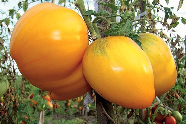 tomates sur les branches