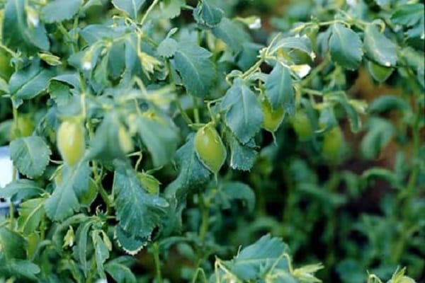 insuffisance rénale