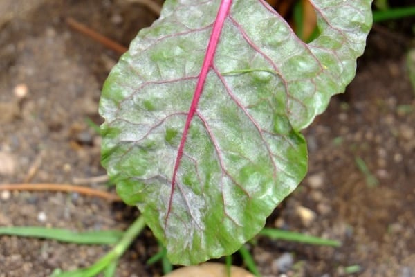 Büsche identifizieren
