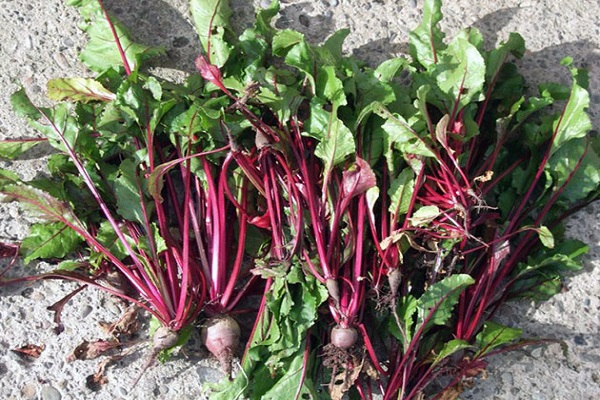 die meisten Gemüseanbauer