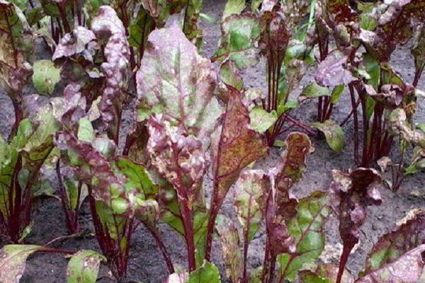 als Peronosporose betrachtet