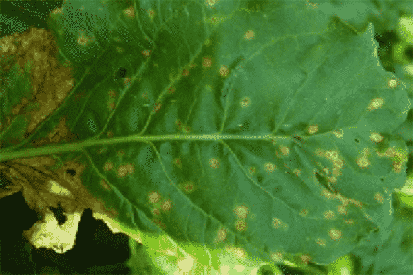 verwechselt mit Cercospora