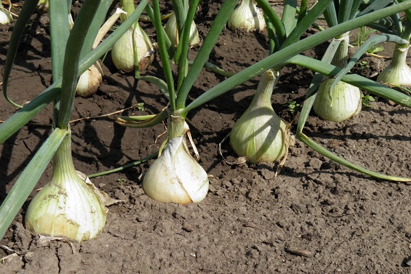 onions in august