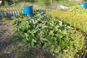 Comment nourrir et fertiliser les courgettes pendant la floraison et la fructification pour accélérer la maturation