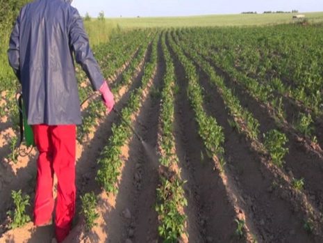 Senikation von Kartoffelbüschen