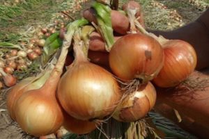 How can you feed onions in spring and summer so that they are large?