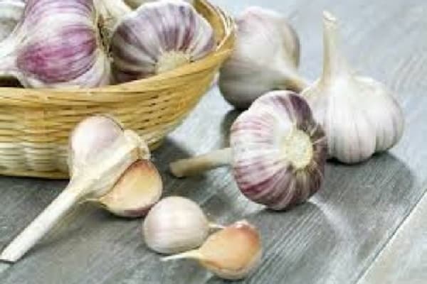 catch peronosporosis