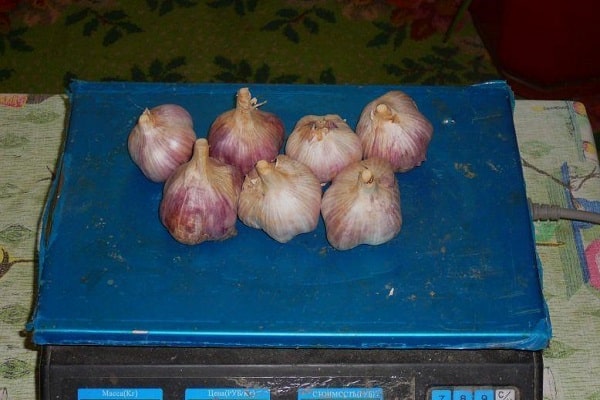 im Frühjahr gepflanzt