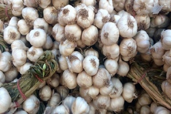 unerfahrene Sommerbewohner