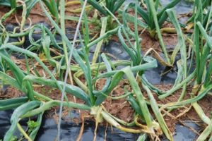 Que faire si l'oignon pourrit dans le jardin, comment le traiter et comment le traiter
