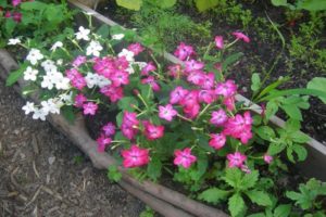 Comment utiliser le tabac parfumé contre le doryphore de la pomme de terre