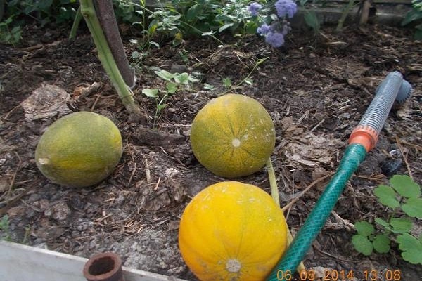 espèces de mi-saison