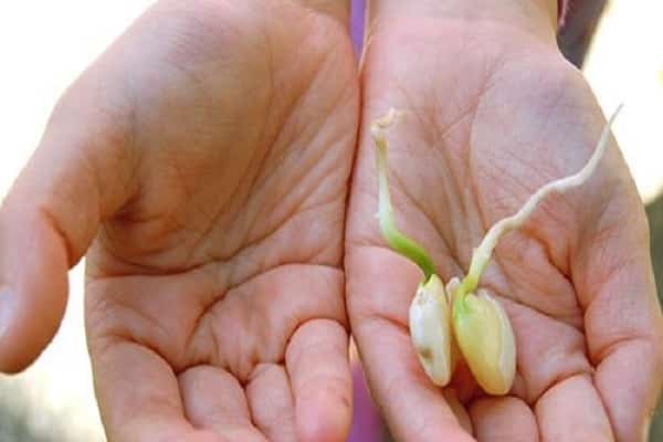 kleinkörniger Busch