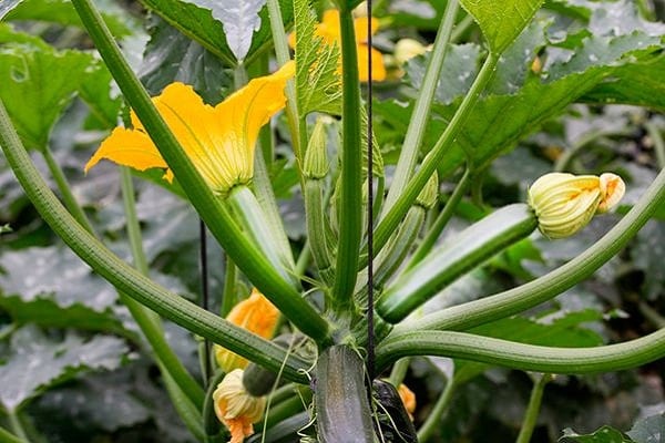 résistance aux maladies