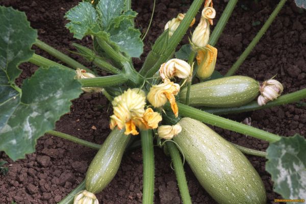 courgettes sur le sol