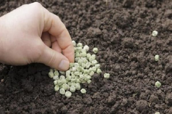 semer dans le jardin